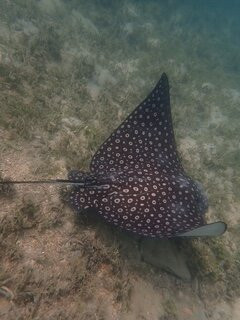 Scooter Snorkeling-英吉利海港必去景点