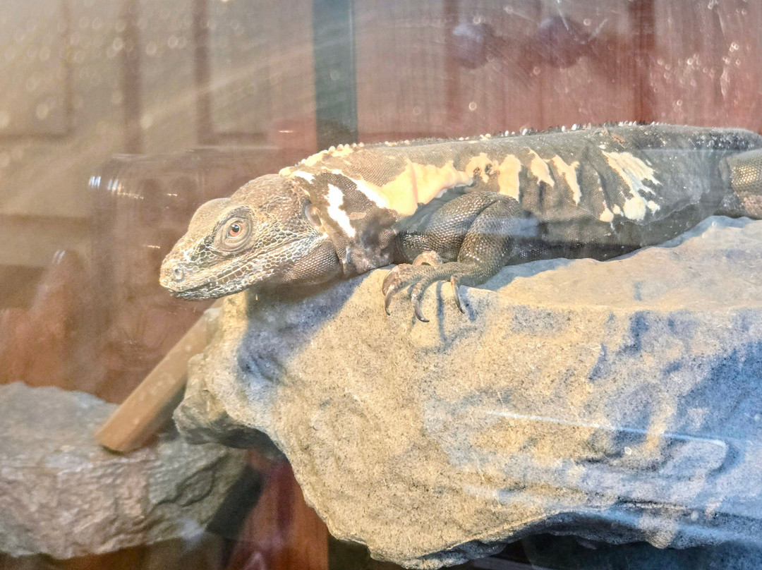 Zootah At Willow Park-洛根必去景点