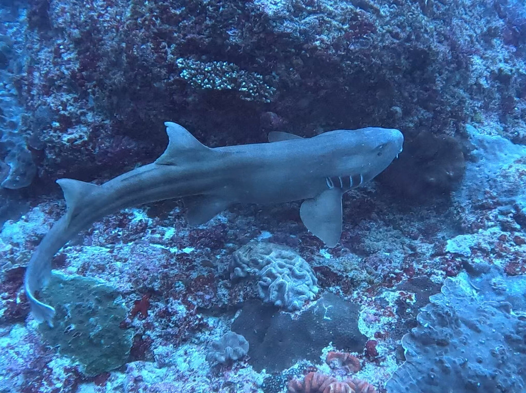 Ceningan Divers-努沙切宁安岛必去景点