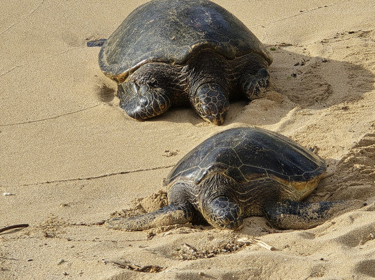 Ohana Tours Maui-芭雅必去景点