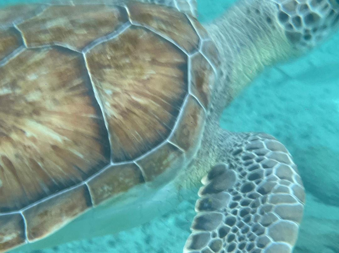 Playa Piskado/Playa Grandi-Sabana Westpunt必去景点