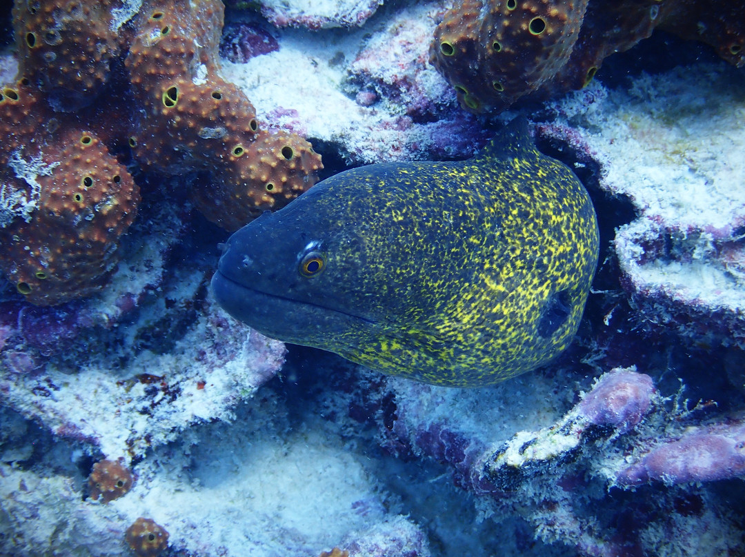 Tgi Diving Zanzibar-孥归必去景点