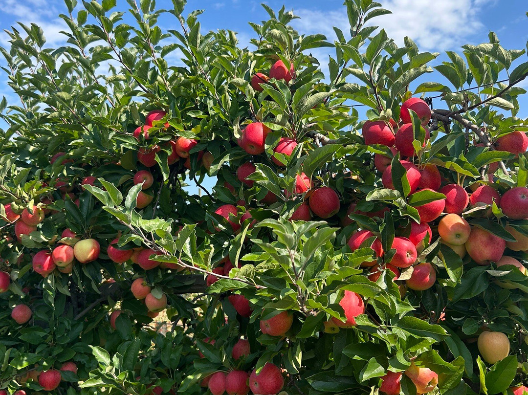 Lookout Farm-内蒂克必去景点
