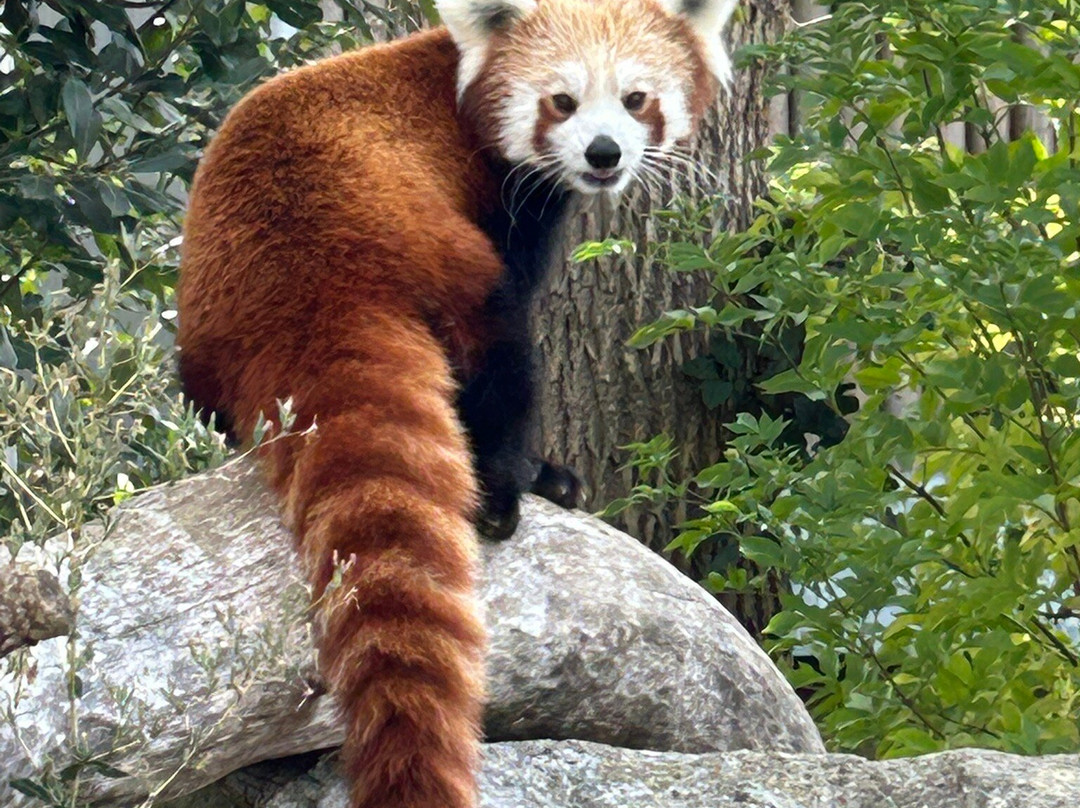 Lincoln Zoo-Newball必去景点