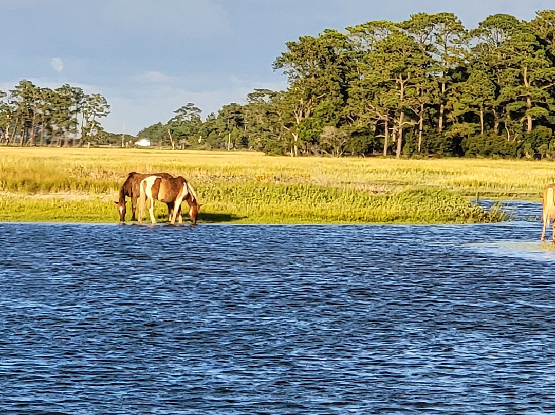 Barnacle Bill's Wild Pony Boat Tours-钦科蒂格岛必去景点