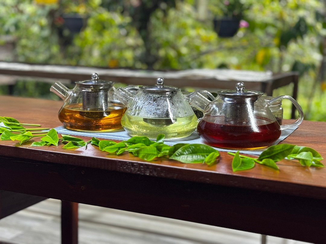 Ella Organic Tea Garden-Heeloya必去景点