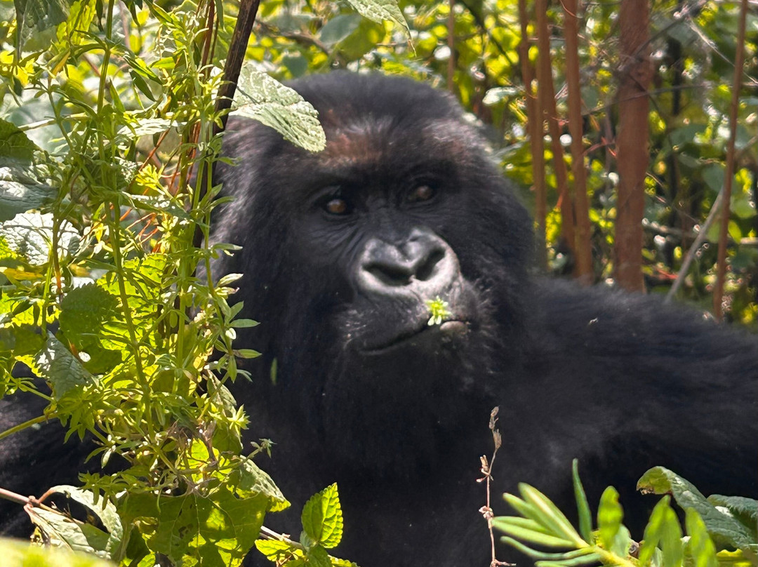 Lets Go Tours Rwanda-吉佳利必去景点