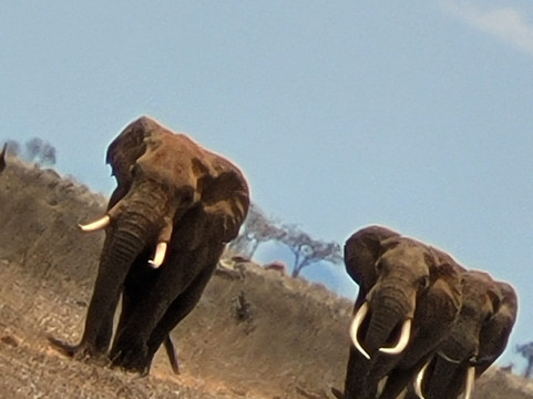 Bush Adventure - your safari partner-内罗毕必去景点