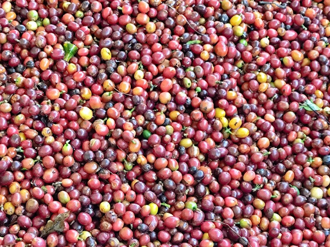 Ocaso Cafe Tour-萨伦托必去景点