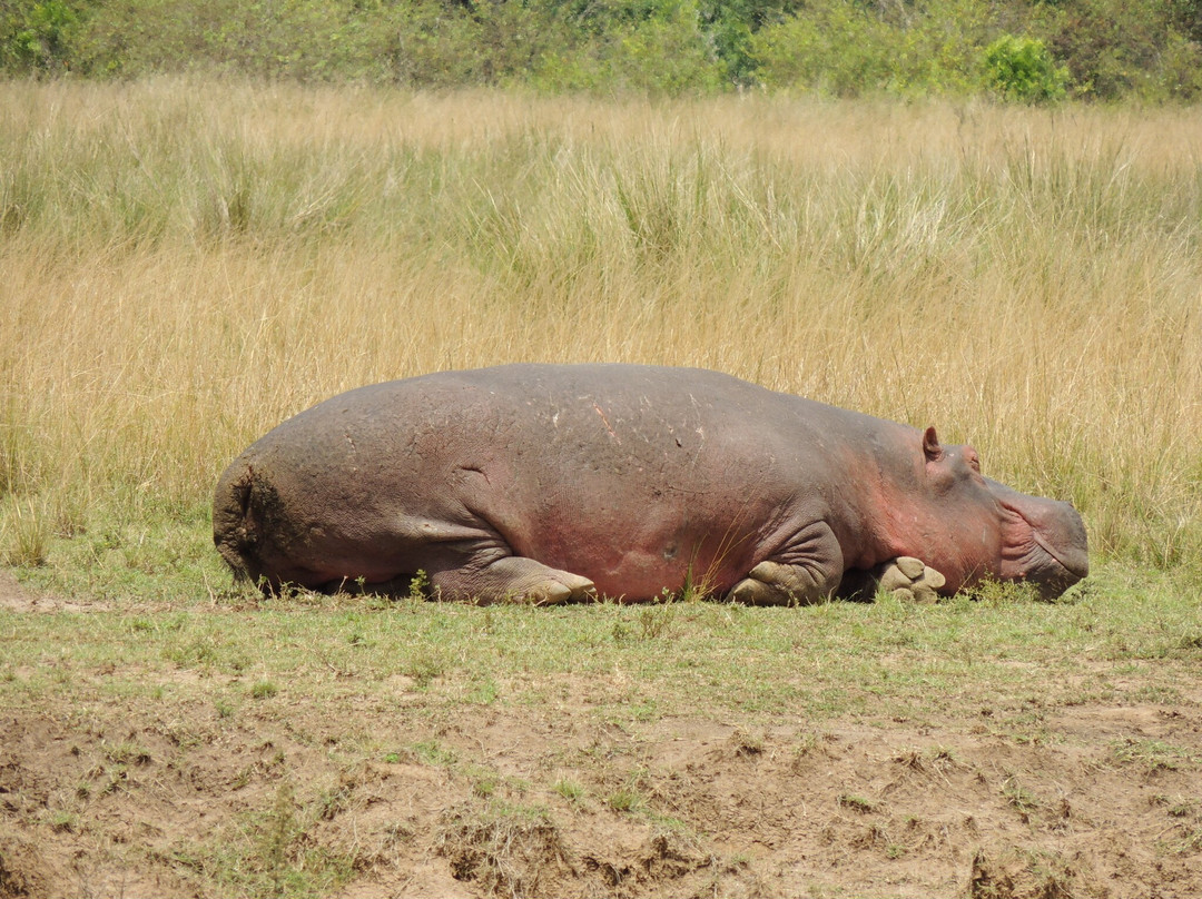 Cotis Safaris-内罗毕必去景点