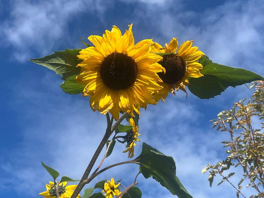 RHS Garden Bridgewater-Worsley必去景点