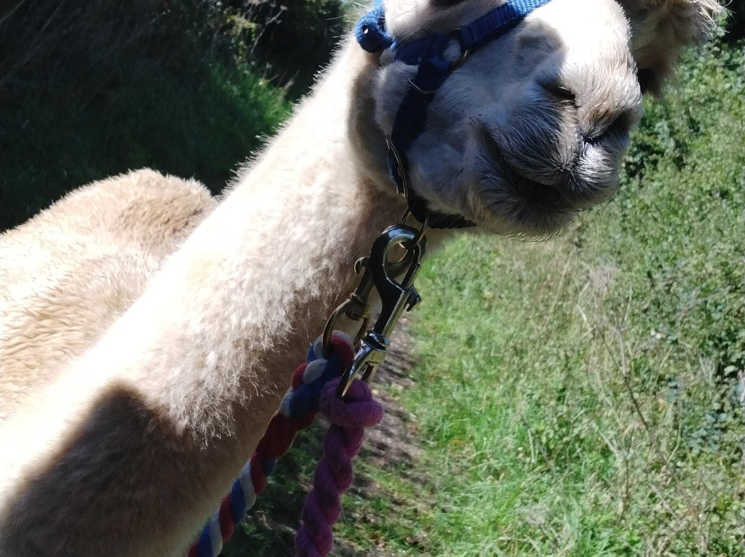 Cary Alpacas-约维尔必去景点