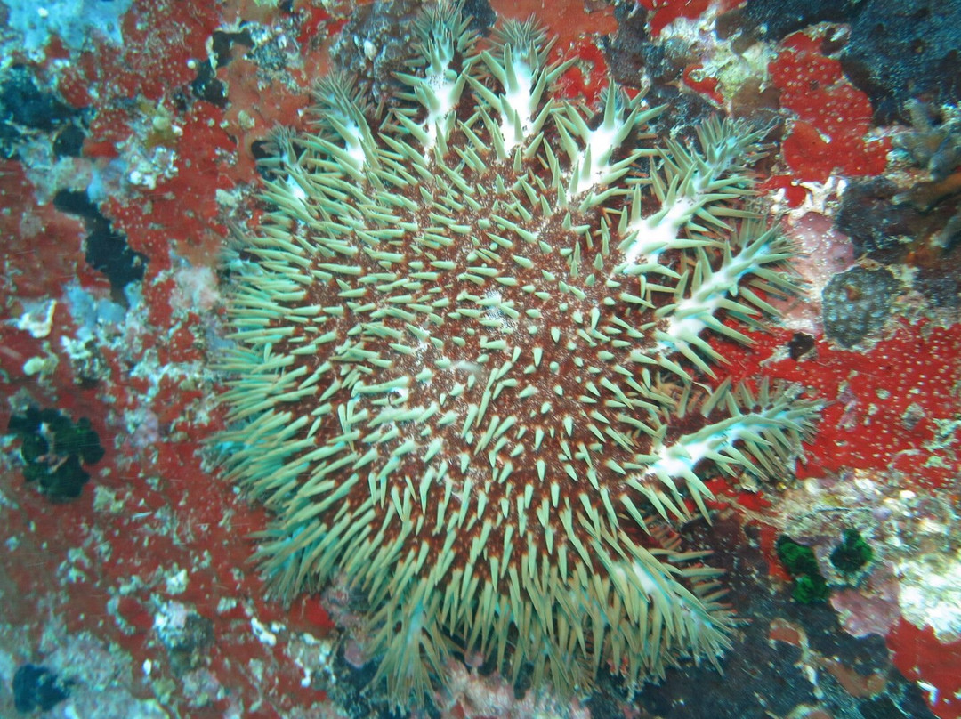 Whitetip Divers-普拉兰岛必去景点