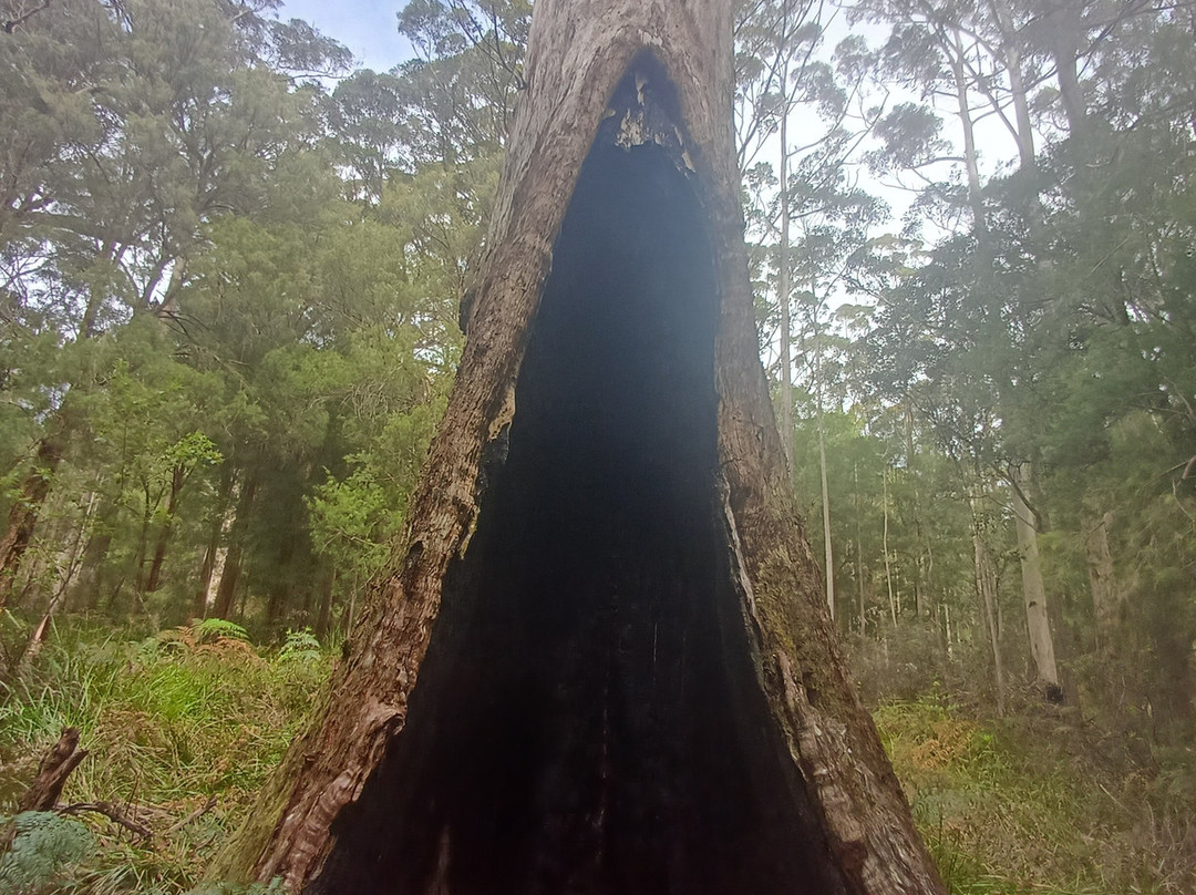 Valley of the Giants Tree Top Walk-Nornalup必去景点