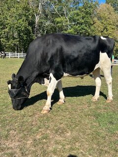 The Gentle Barn-圣克拉丽塔必去景点