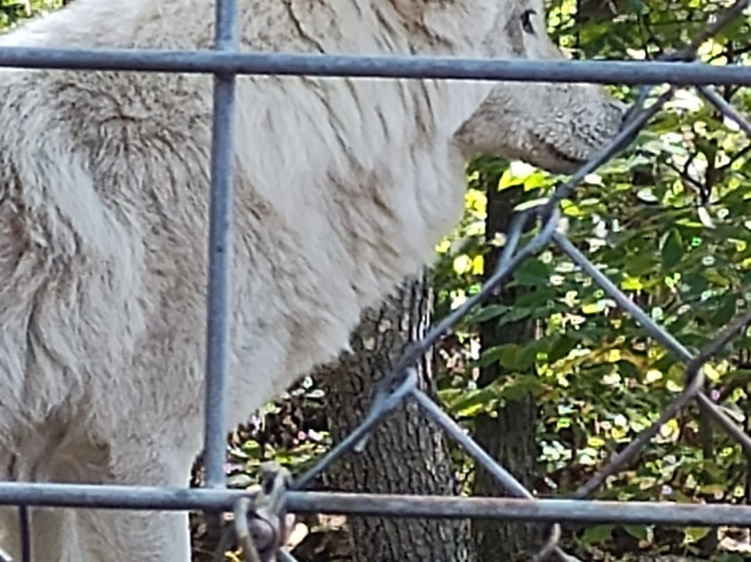 Lakota Wolf Preserve-Columbia必去景点