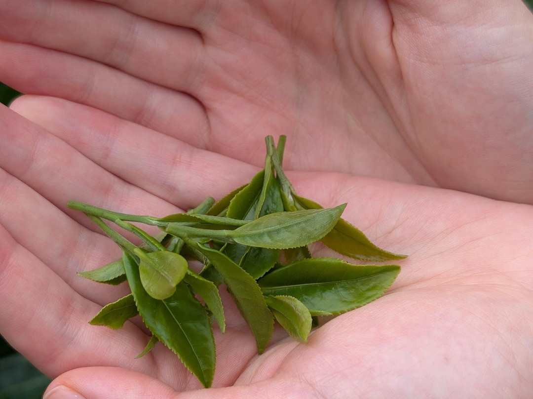 d:Matcha-和束町必去景点