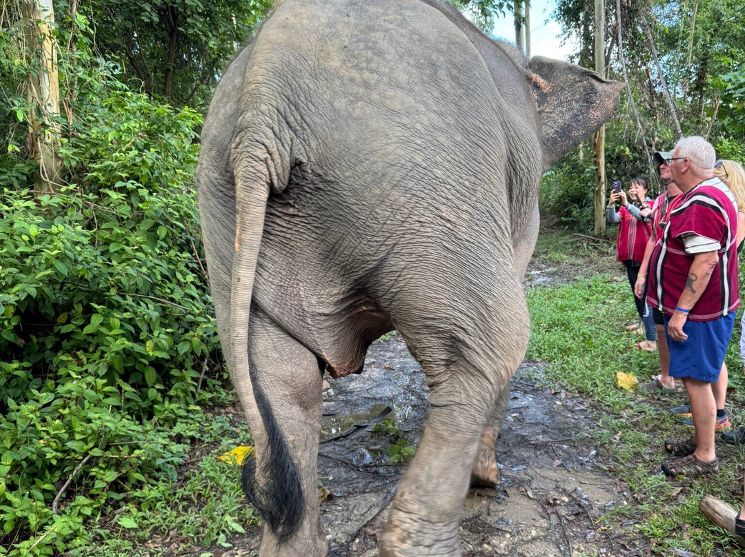Kerchor Elephant Family Phuket-卡图必去景点