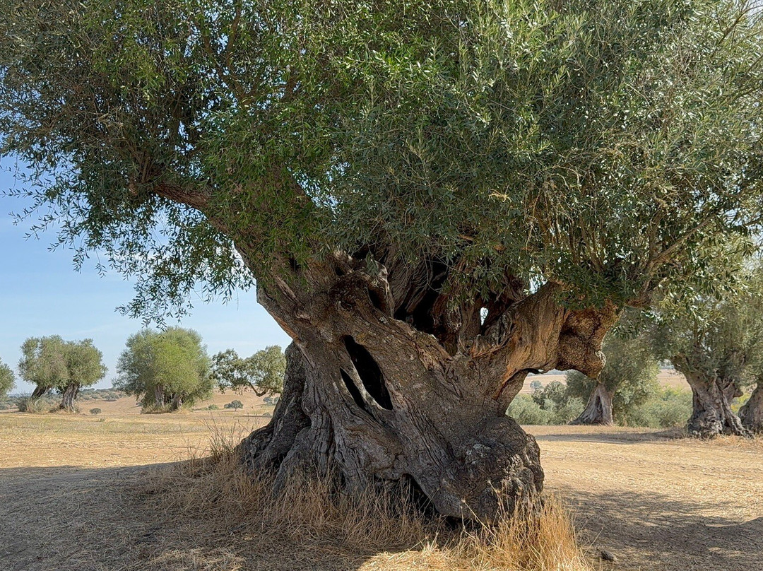 Mainova-Vimieiro必去景点