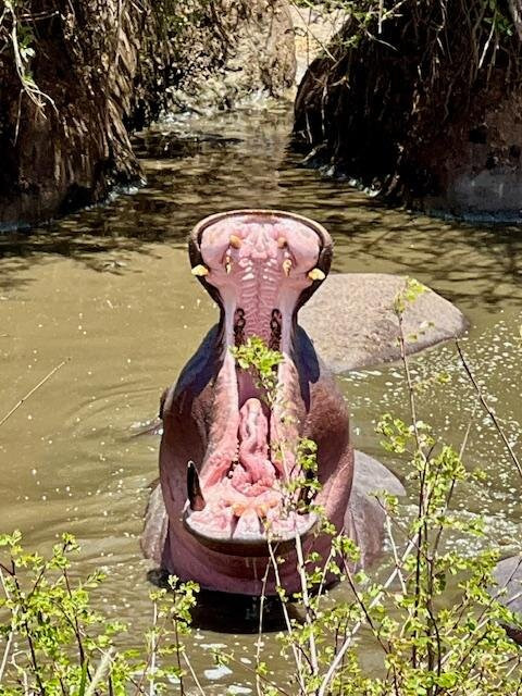 Bateleur Eagle Safaris-内罗毕必去景点