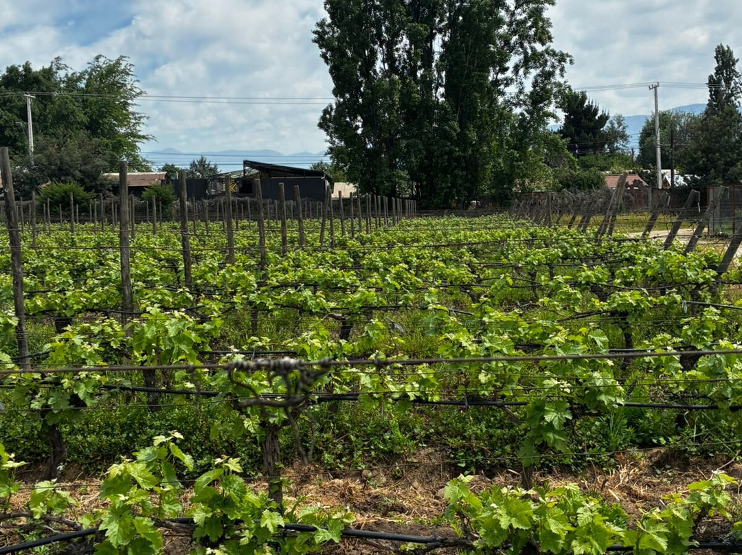 Viña Butron Budinich-兰卡瓜必去景点