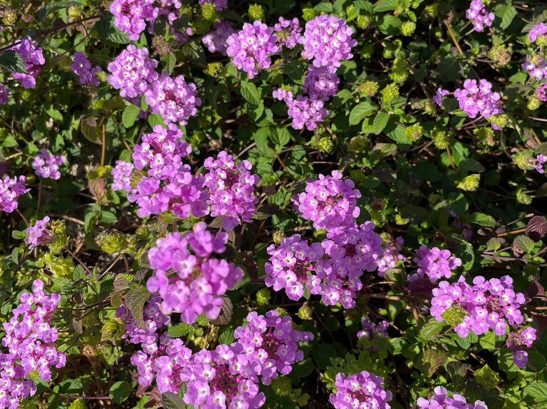 B & B Uddastri Retreat主图