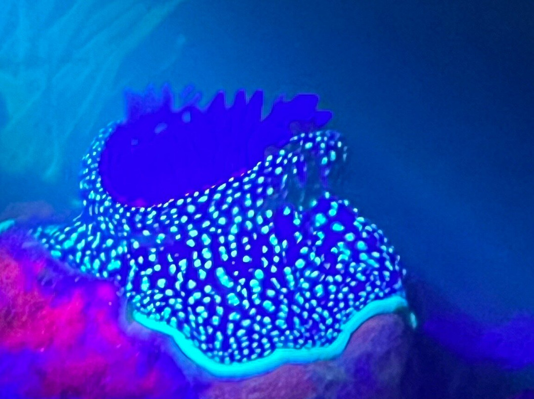 Ocean Lab - Sea Trust Wales-Goodwick必去景点
