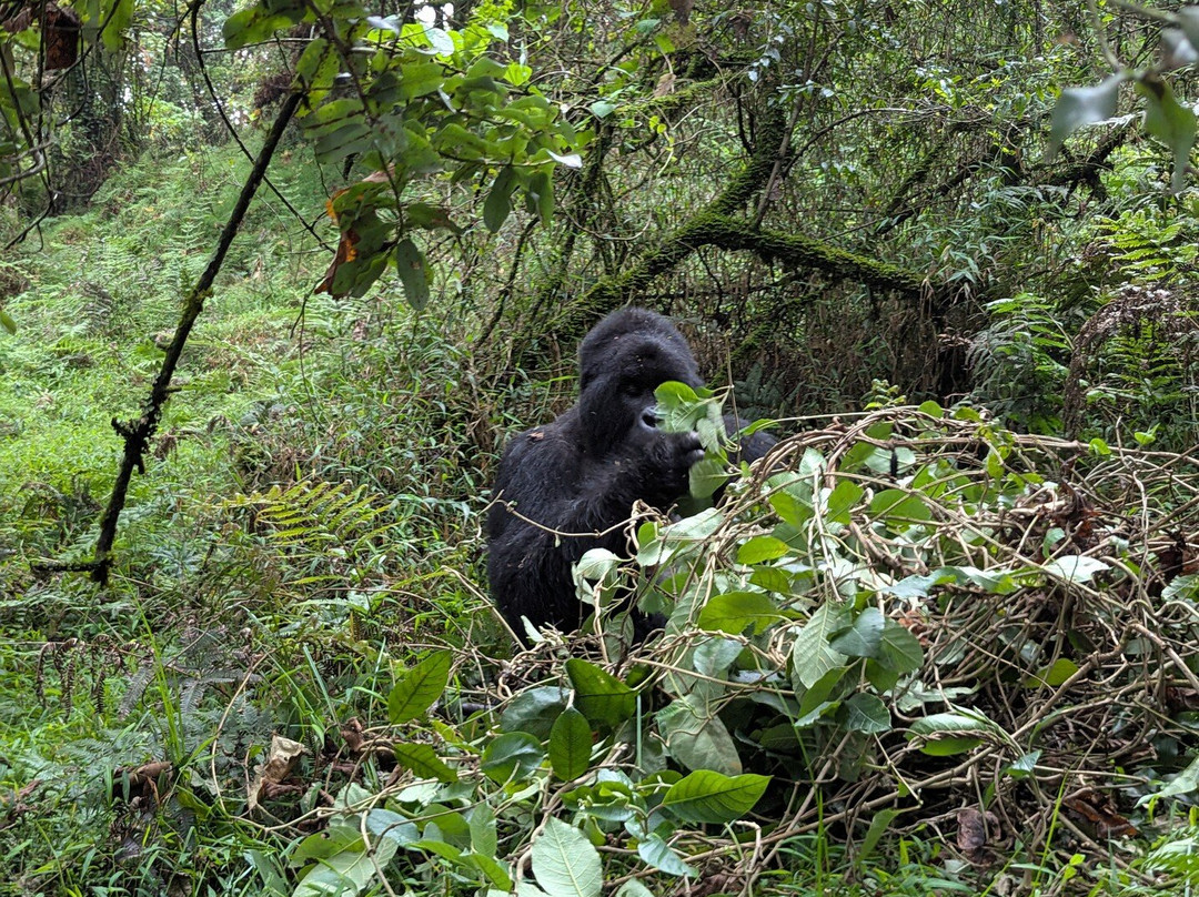 Deks Safaris & Tours Ltd-坎帕拉必去景点