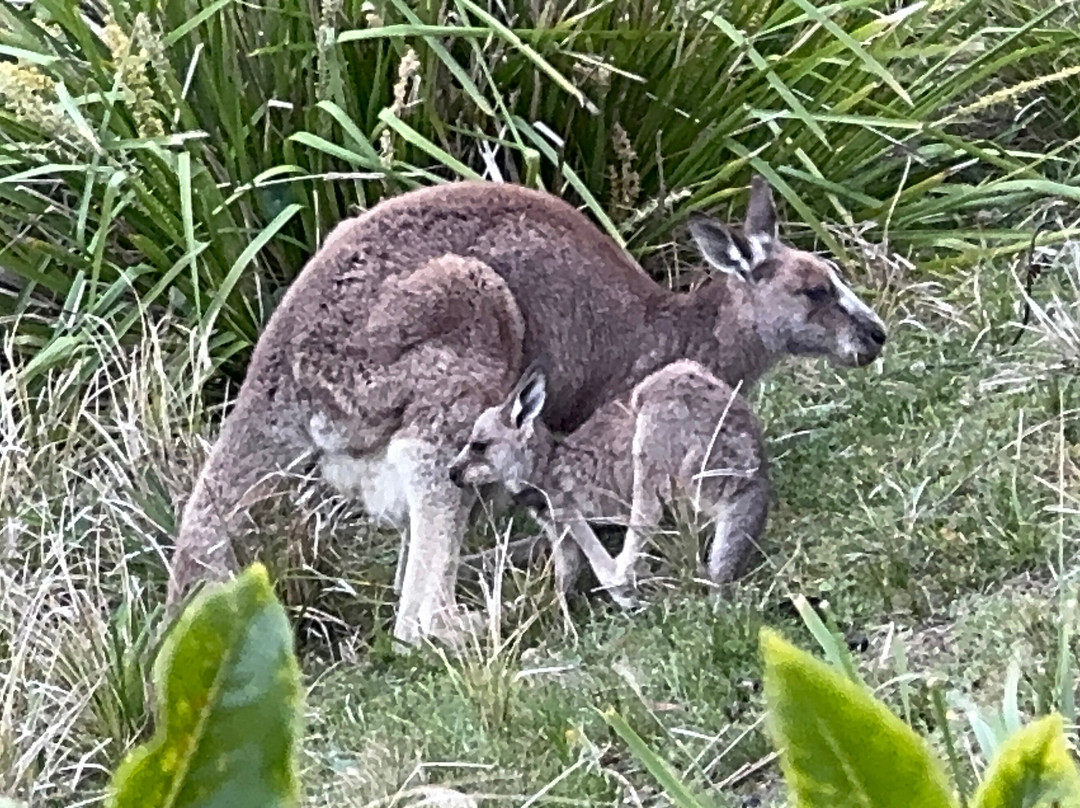 Murramarang National Park-East Lynne必去景点