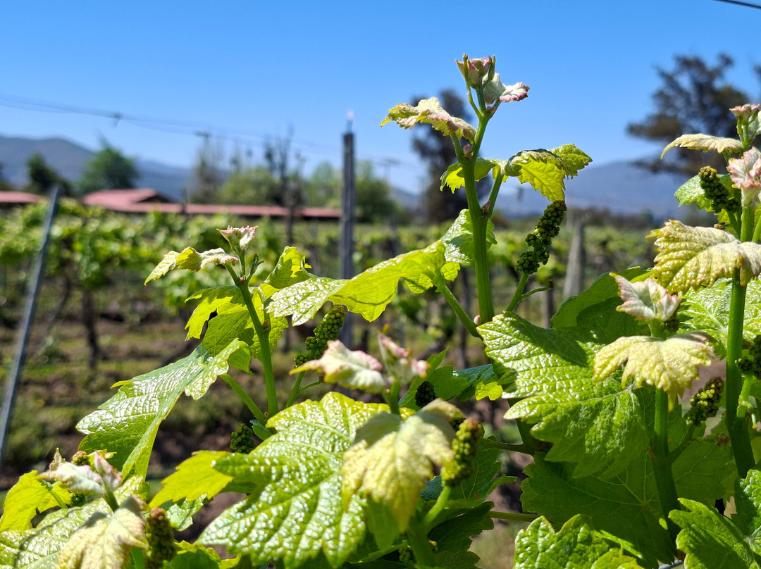 William Cole Vineyards-卡萨布兰卡必去景点