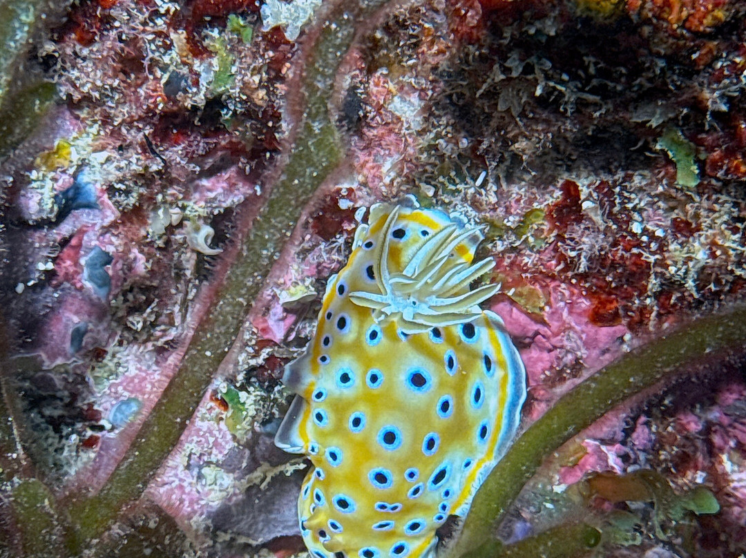 Dive Planet Mafia Island-Utende必去景点