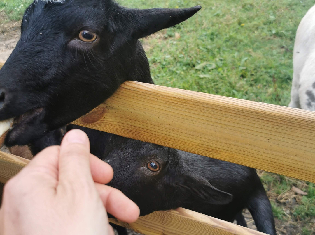 Alpaga Normandie - Animaux Miniatures-巴约必去景点