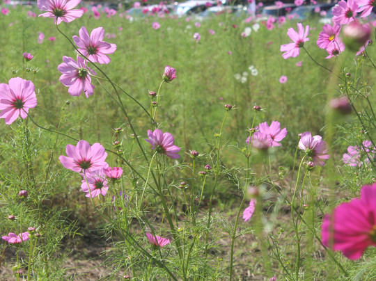 Higashisanbe Flower Valley-饭南町必去景点