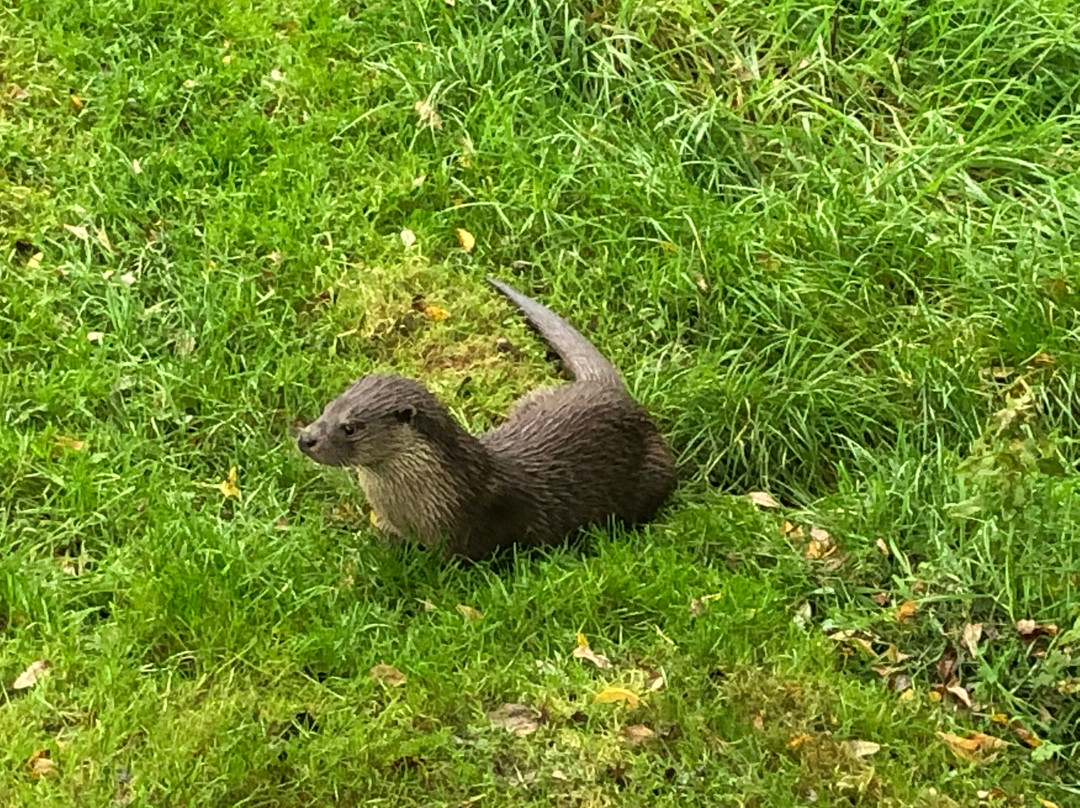 British Wildlife Centre-Lingfield必去景点