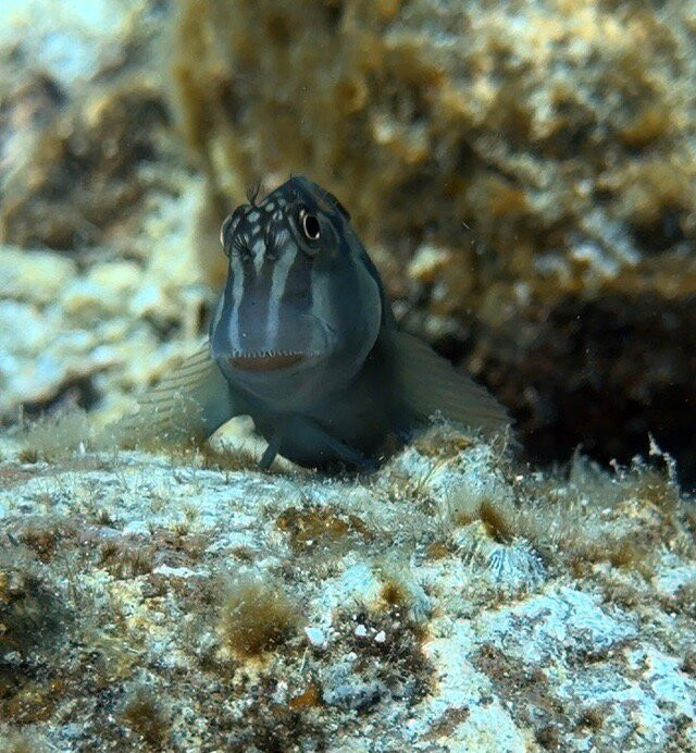 Dive in la Paz-拉巴斯必去景点