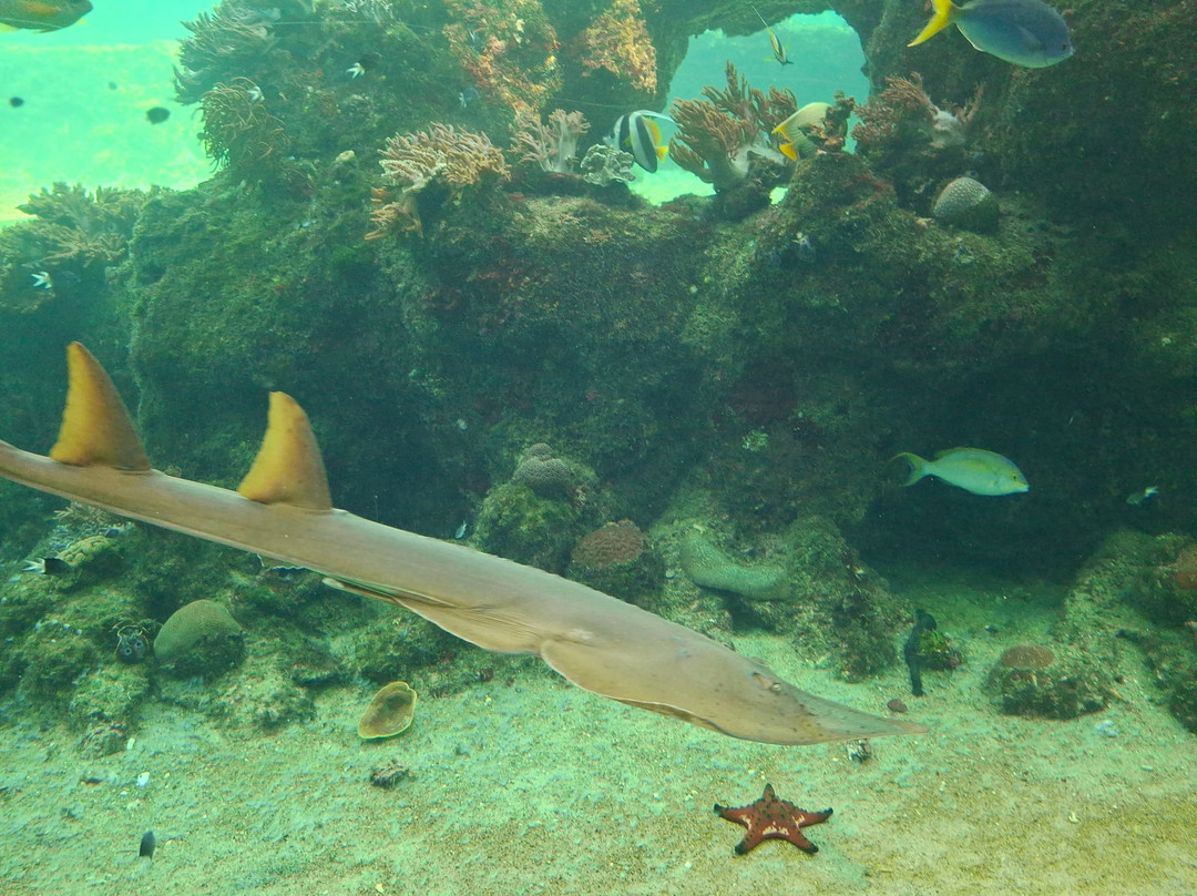 Daydream Island Living Reef-梦幻岛必去景点