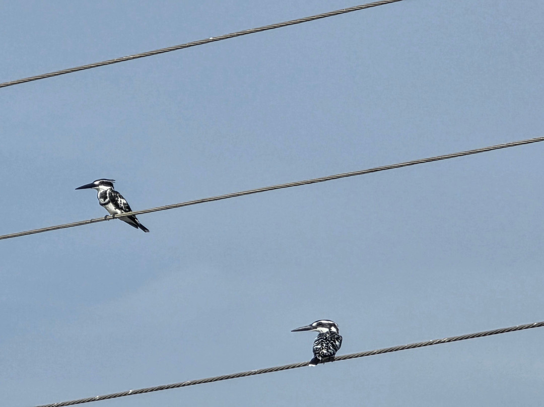 Kalametiya Eco Bird Watching-Kalametiya必去景点