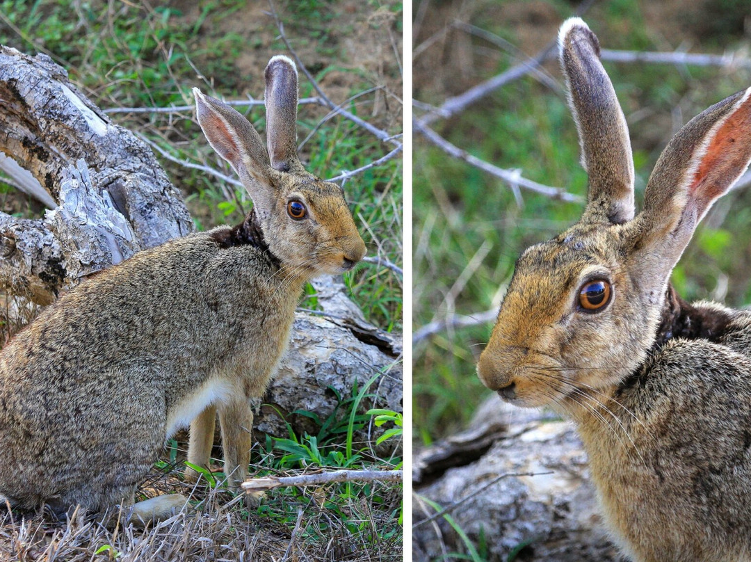 Yala National Park-雅拉国家公园必去景点