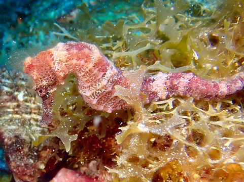 Sharky's Scuba Cozumel-San Miguel de Cozumel必去景点