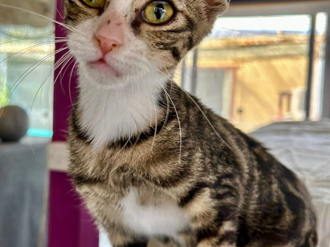 Tala Monastery Cat Park-Tala必去景点