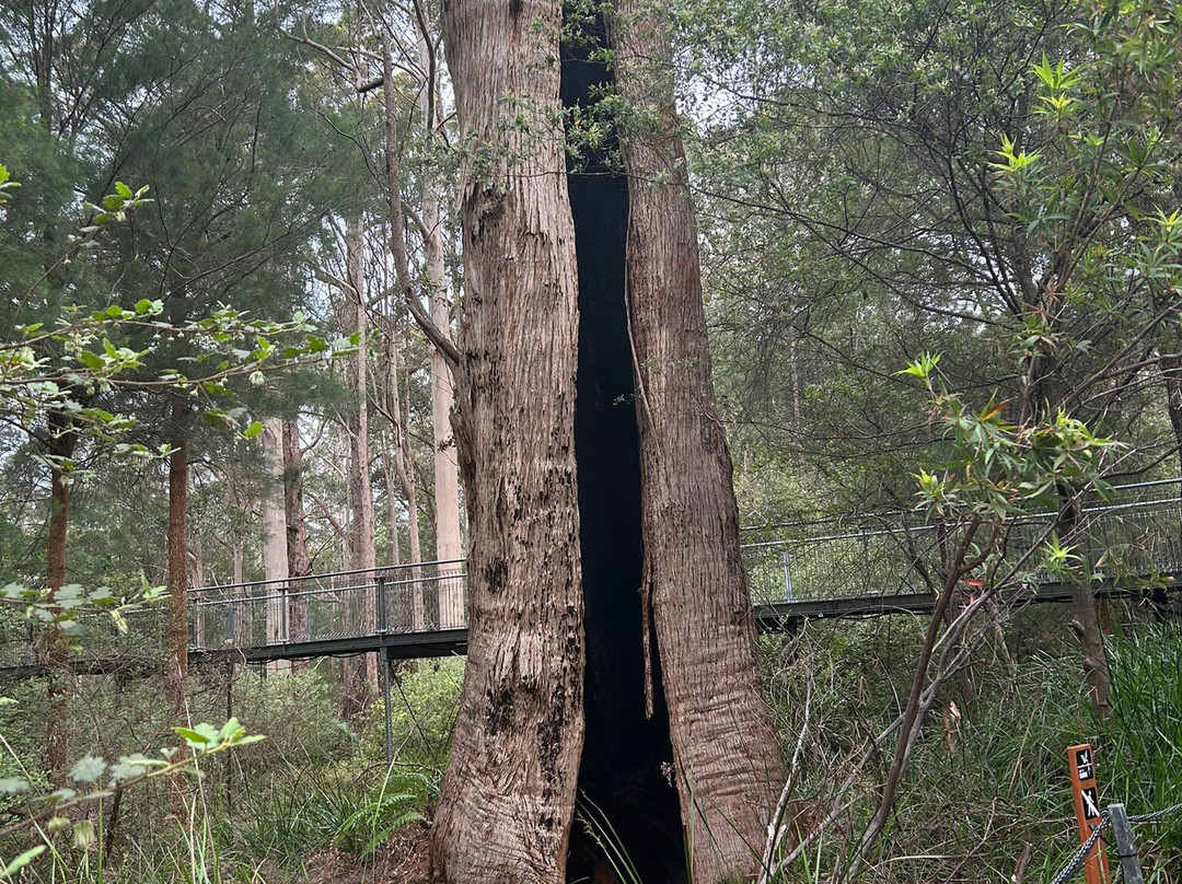 Tree Top Walk Motel主图