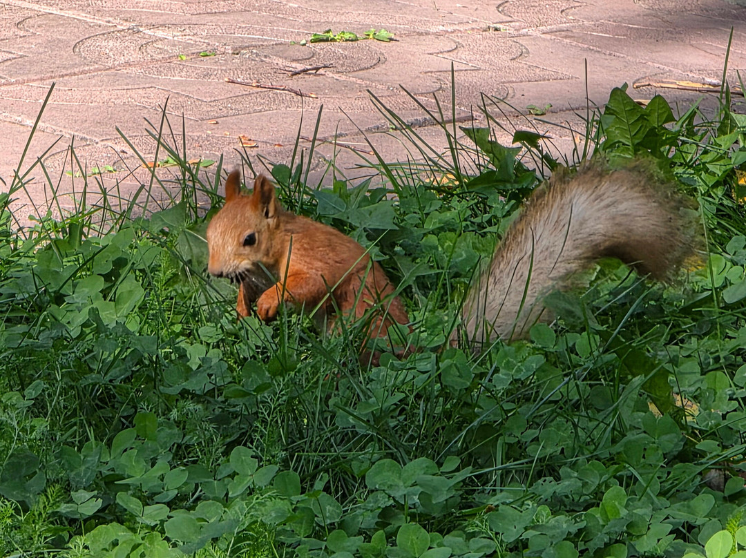 Narymskiy Park-新西伯利亚必去景点