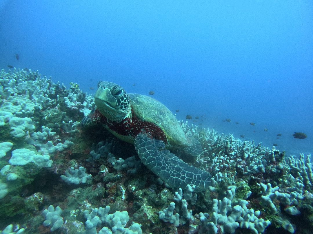 Maui Dive Shop-怀露库必去景点