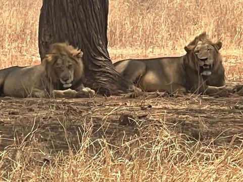 Shah Tours-莫西必去景点