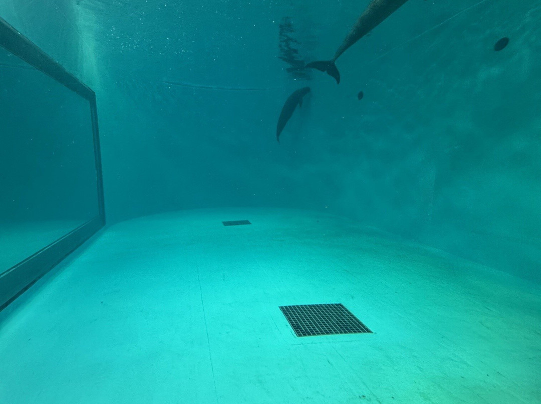 Miyajima Public Aquarium-廿日市市必去景点