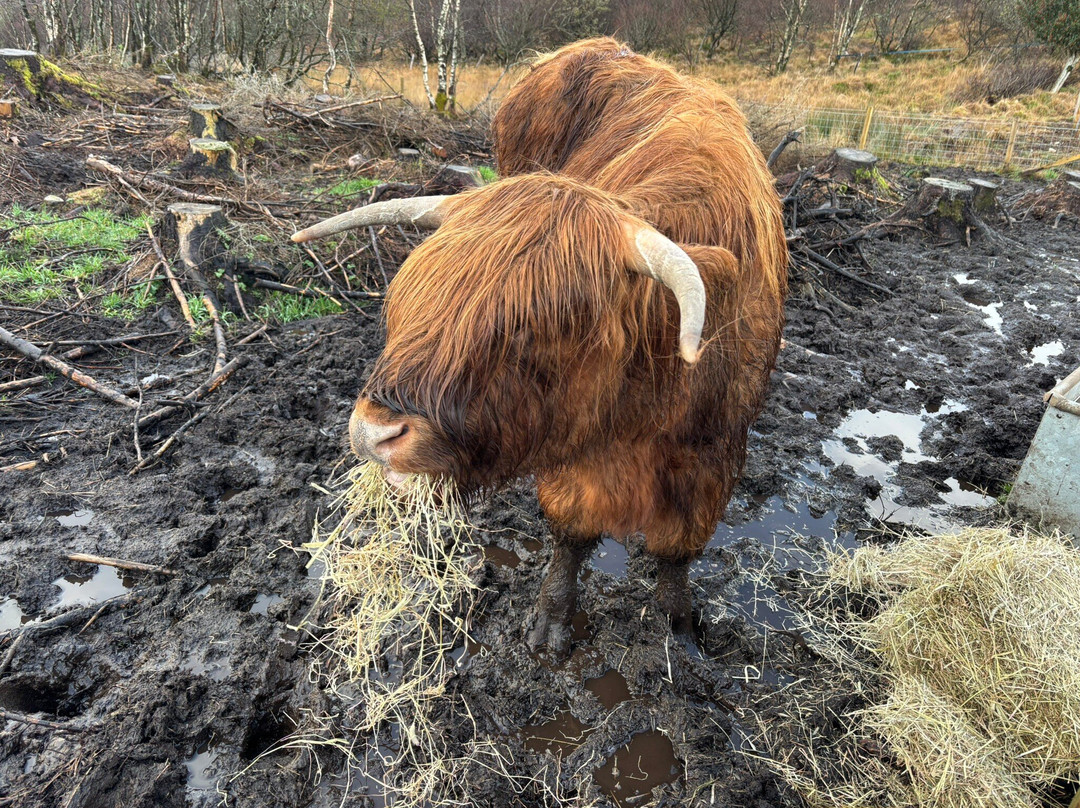Highland Titles Nature Reserve-Duror必去景点