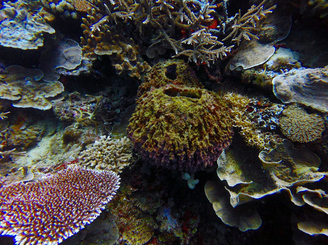 Miguel's Diving Gorontalo-哥伦打洛必去景点