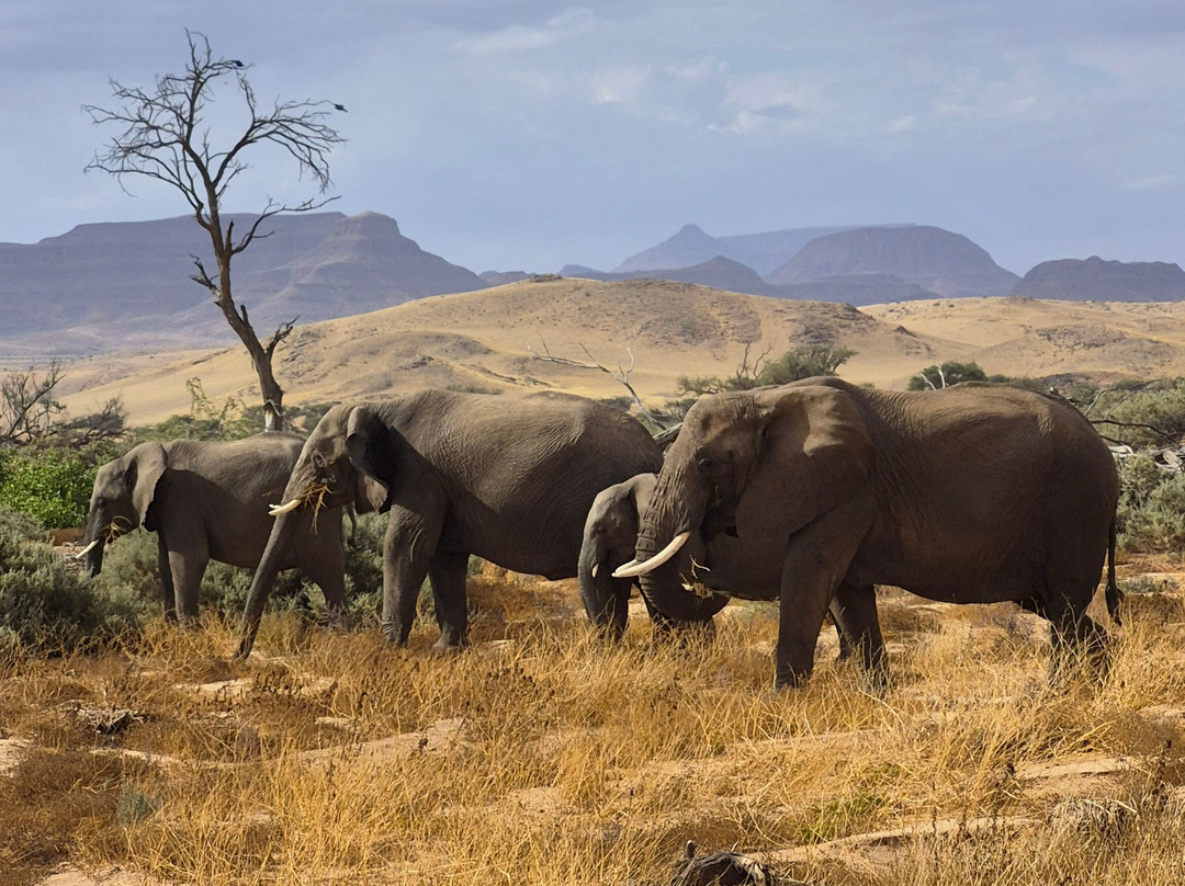 Twyfelfontein Elephant Drives-Palmwag必去景点