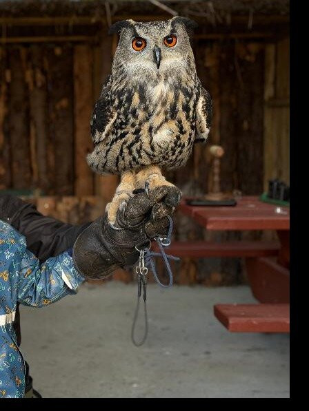 Mayfield Birds of Prey-Kilmacthomas必去景点