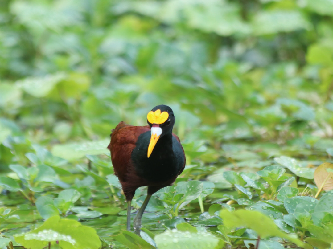 Parque Nacional Tortuguero-托图杰多必去景点